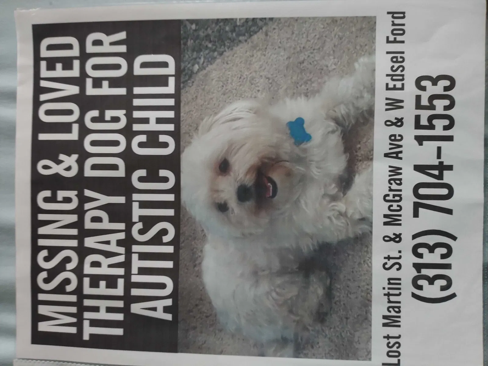 Lost dog in Detroit, MI, 48210