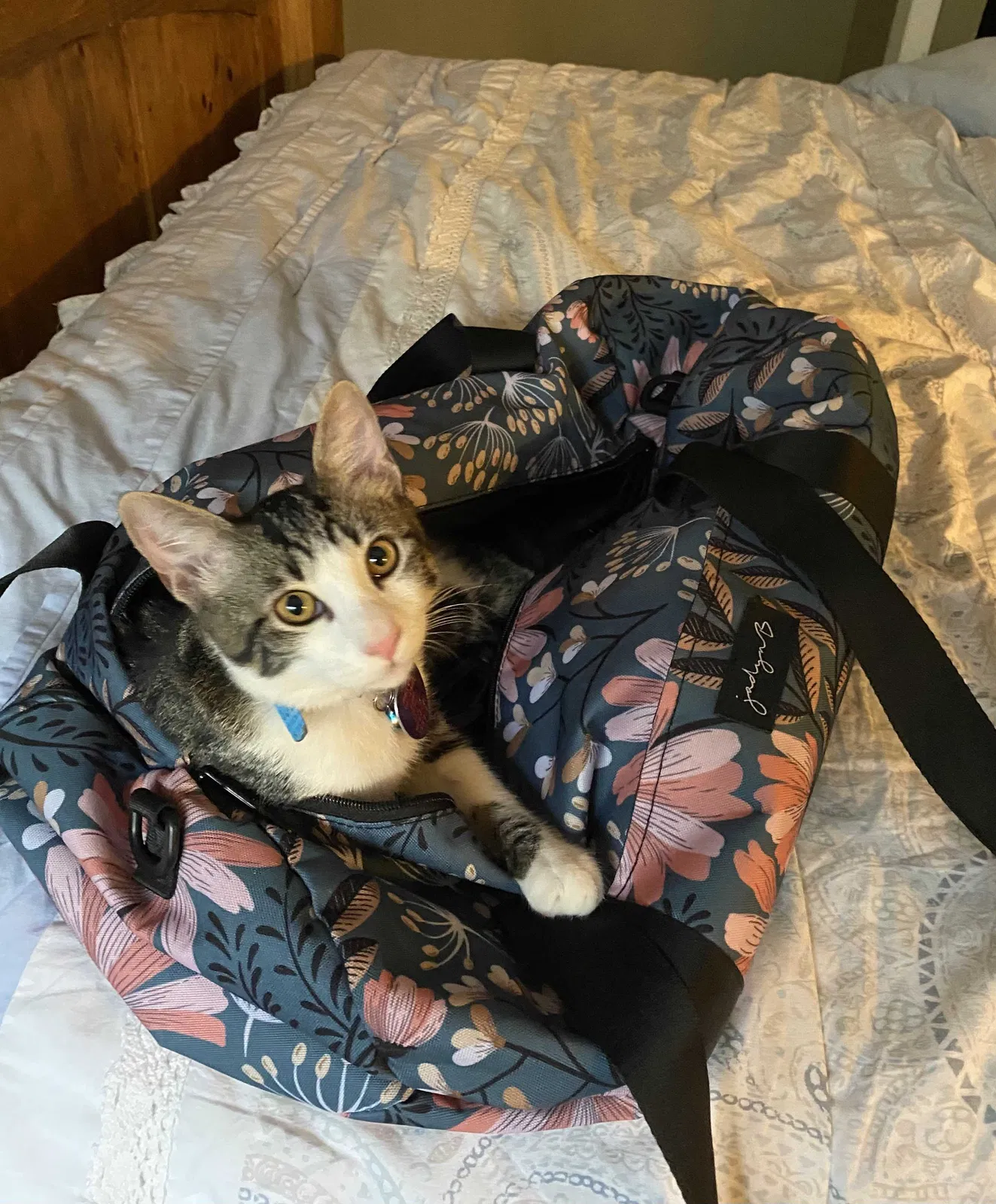 Lost cat in Van Alstyne, TX, 75495