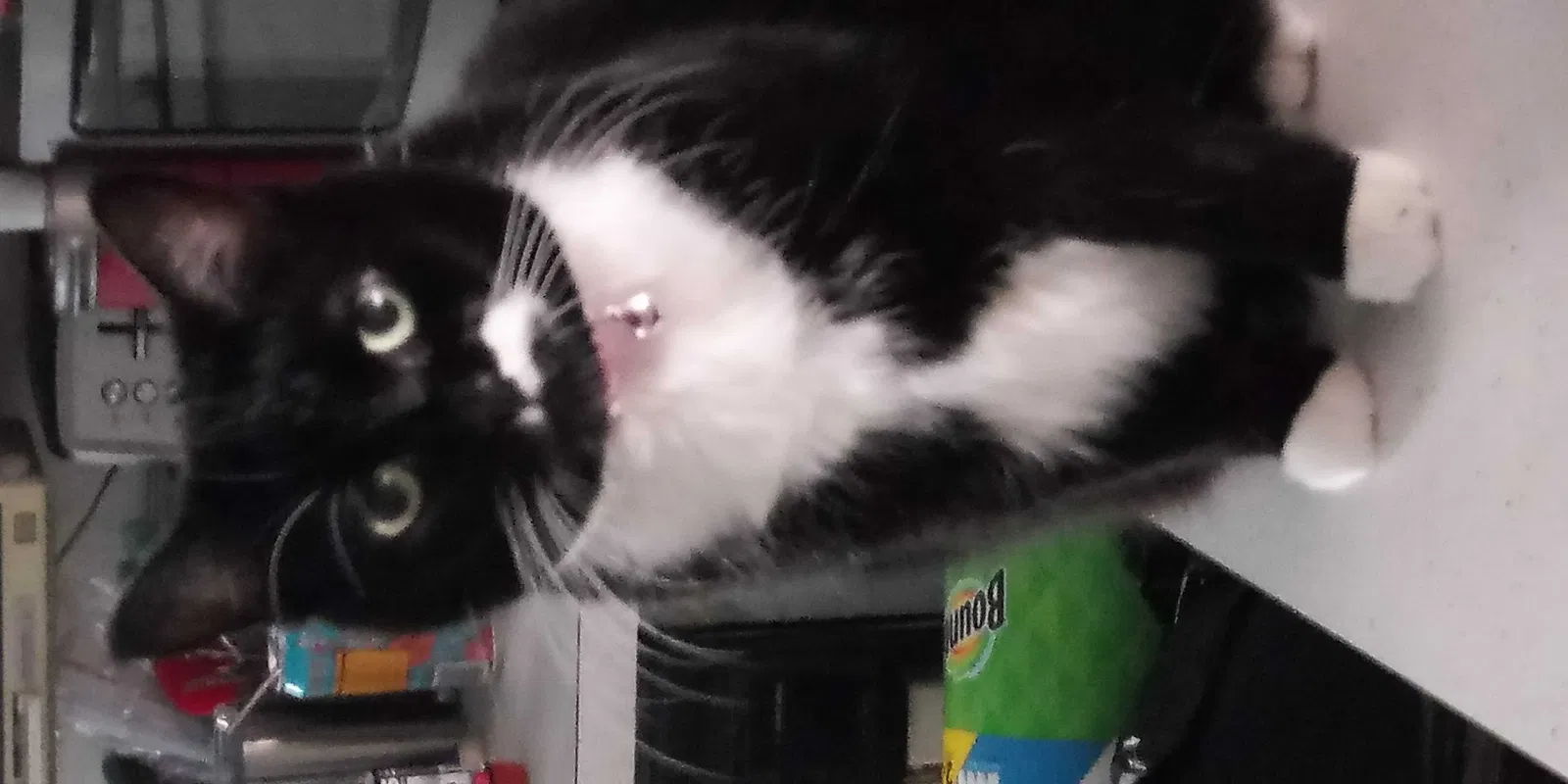 Lost cat in Grand Rapids, MI, 49506