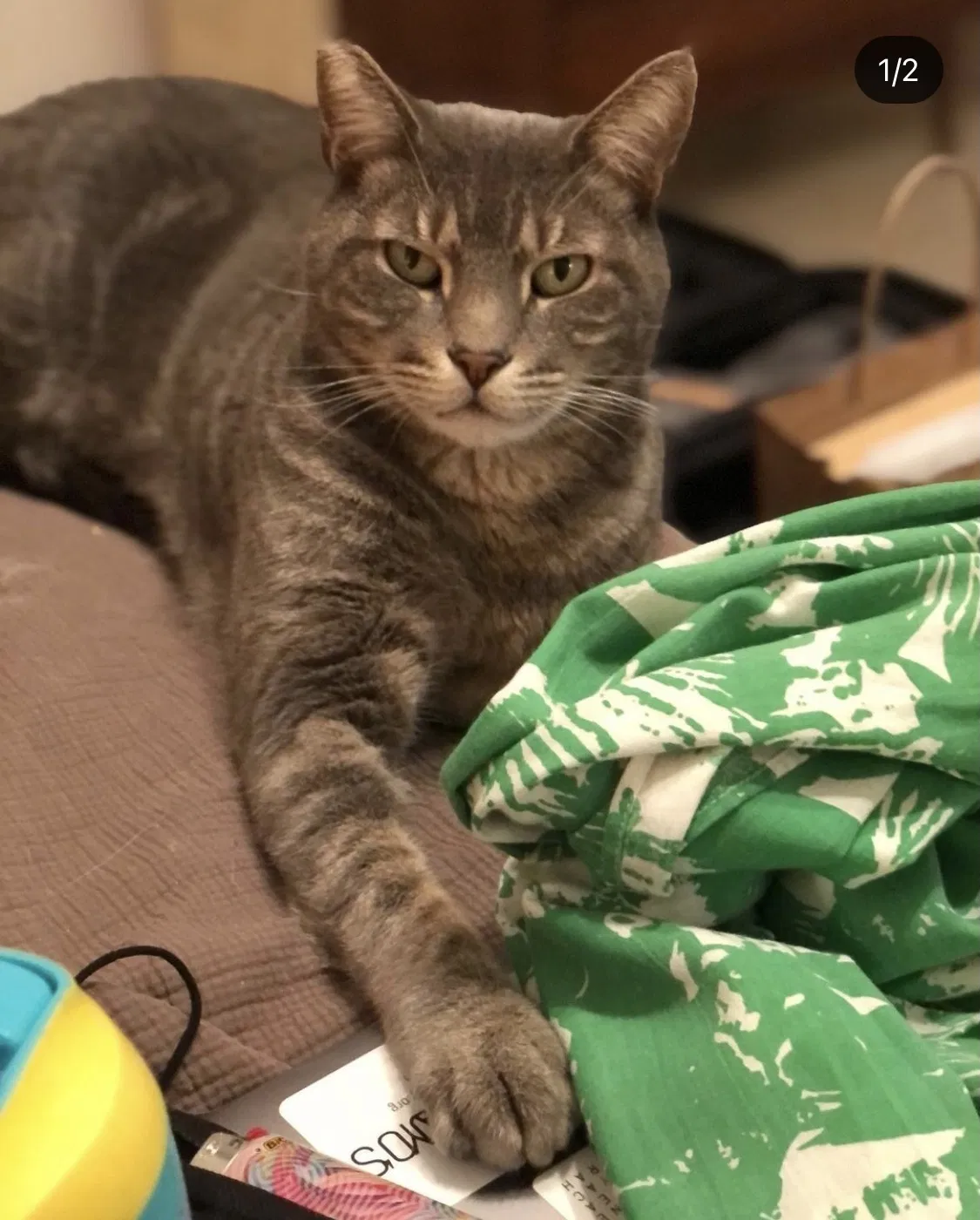 Lost cat in Miami Beach, FL, 33140