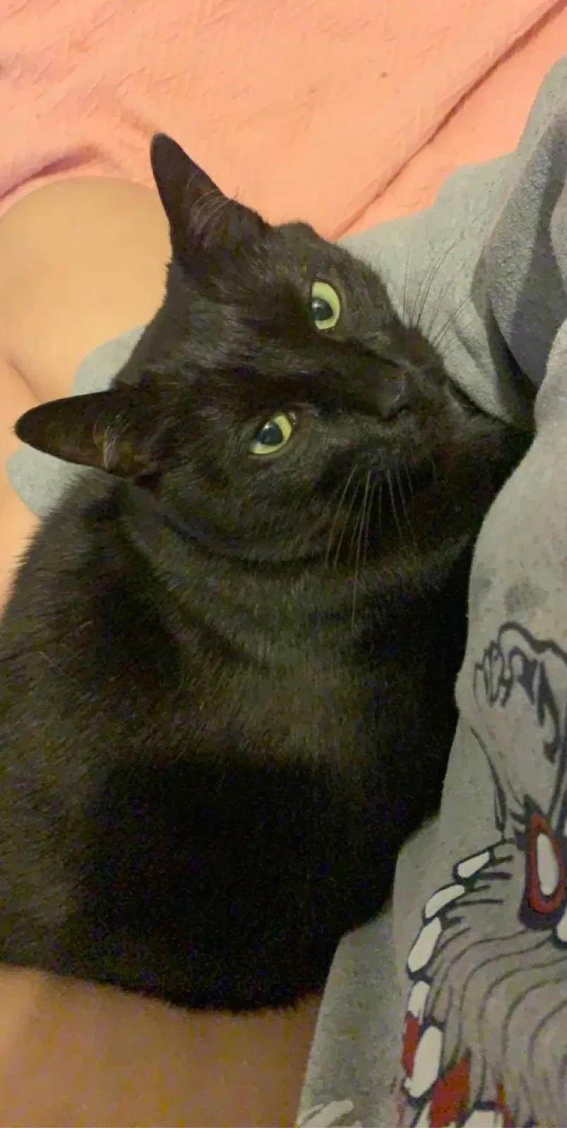 Lost cat in Naples, FL, 34119