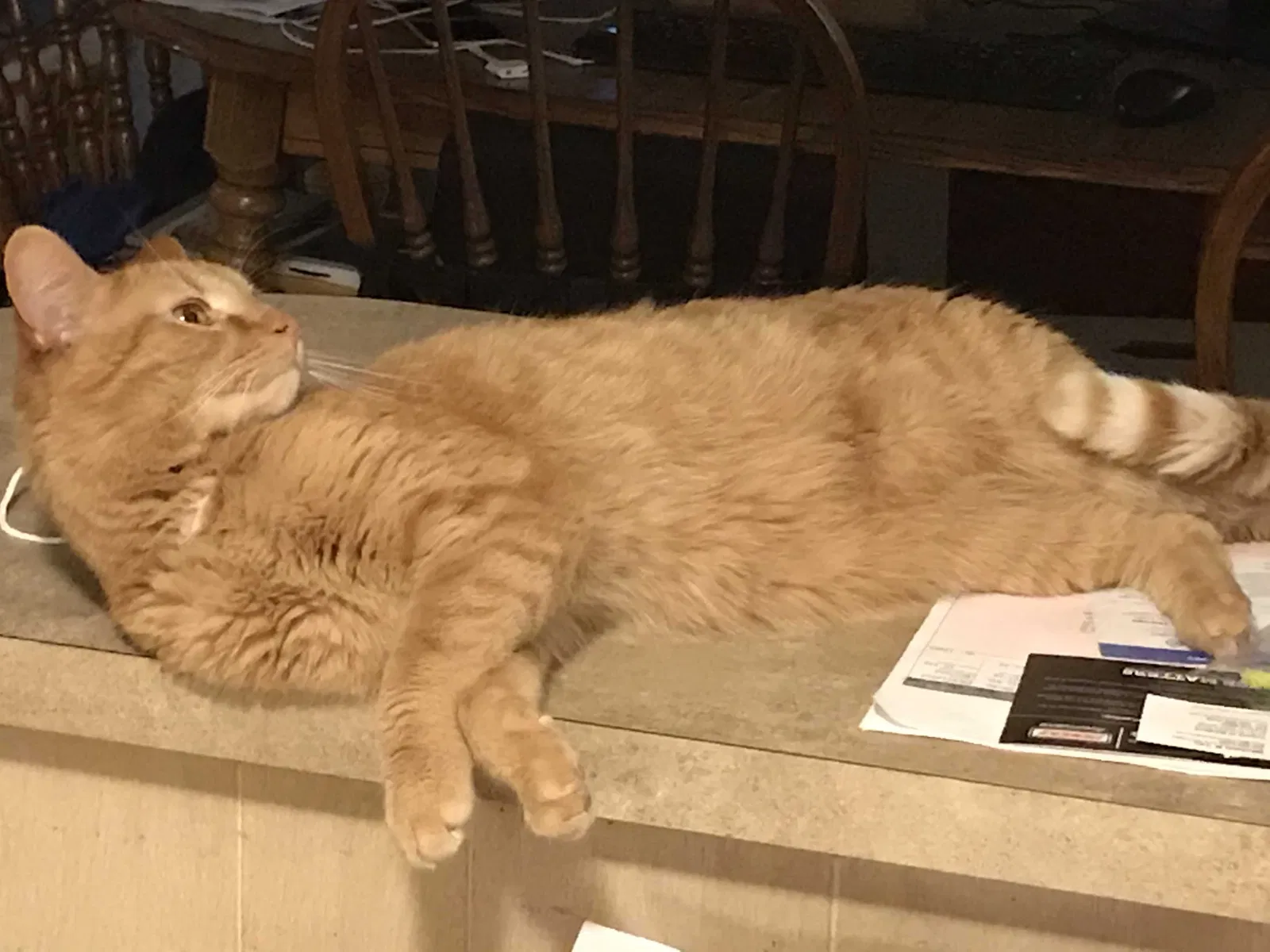 Lost cat in Cleveland, OH, 44134