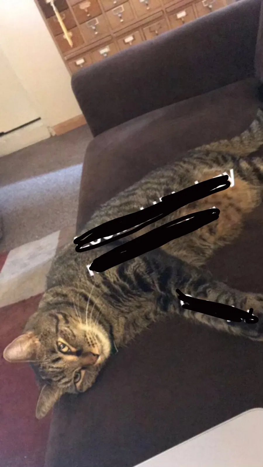 Lost cat in Salt Lake City, UT, 84105