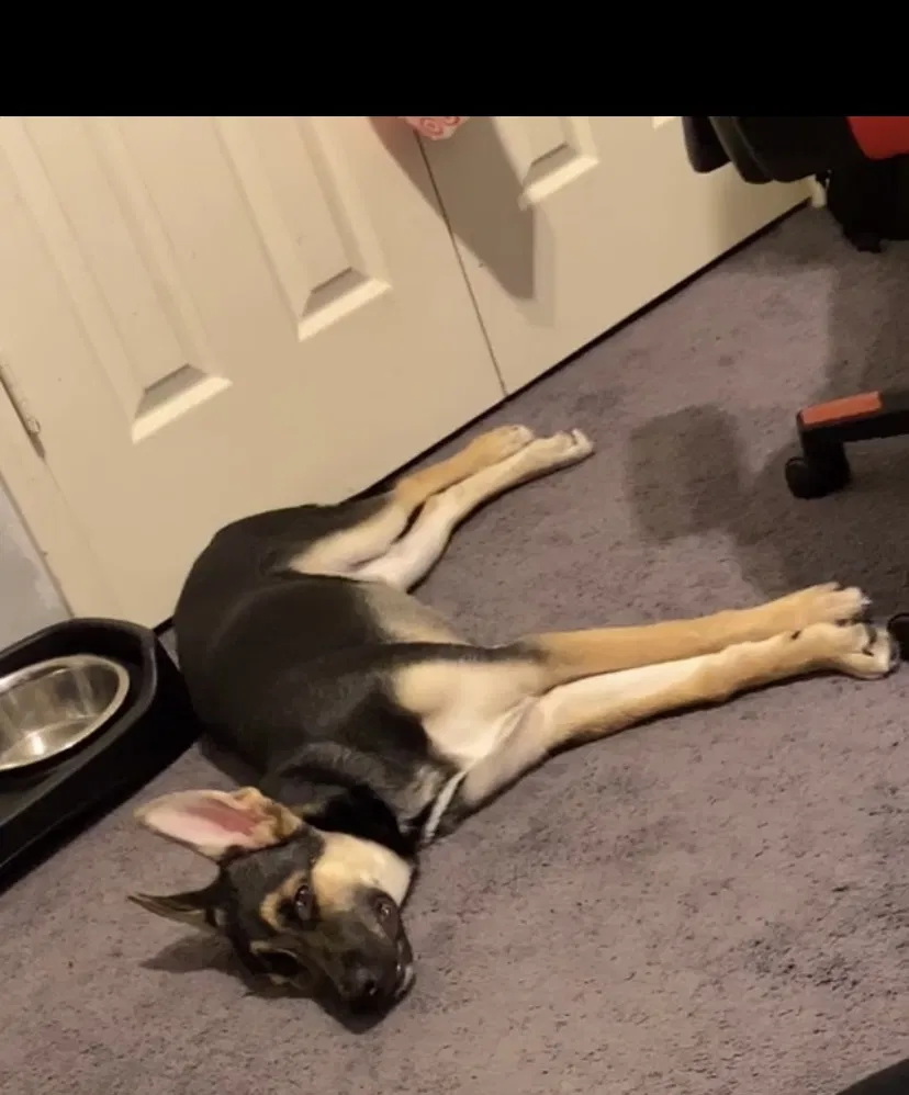 Lost dog in Fort Worth, TX, 76137