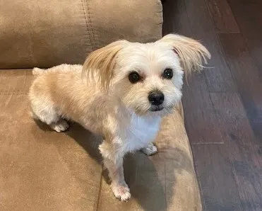 Lost dog in Gilbert, AZ, 85295