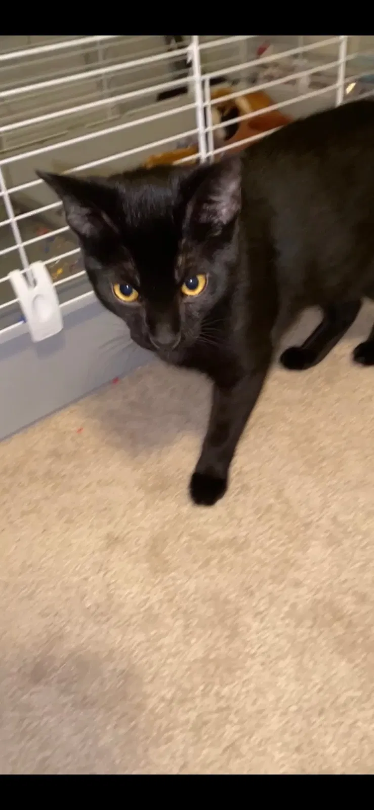 Lost cat in East Lansing, MI, 48823