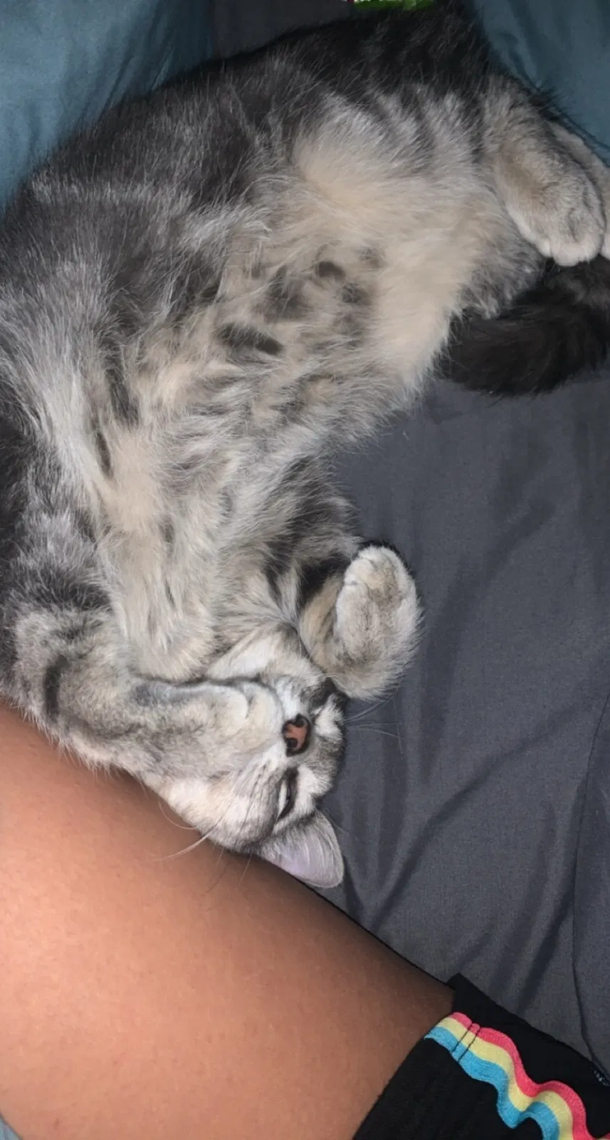 Lost cat in Boise, ID, 83709