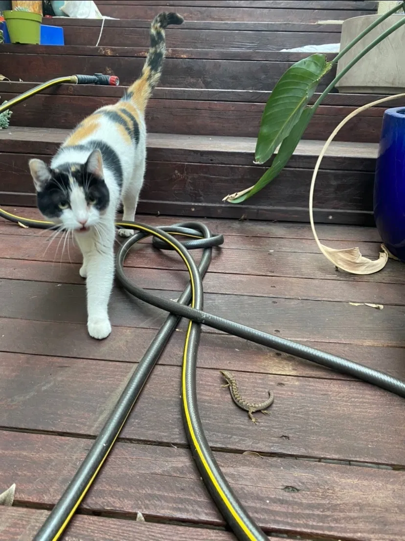 Lost cat in Los Angeles, CA, 90068