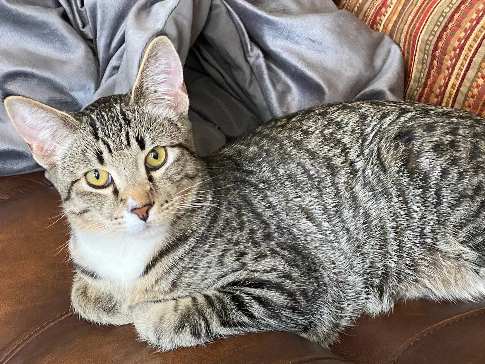 Lost cat in Meridian, ID, 83646