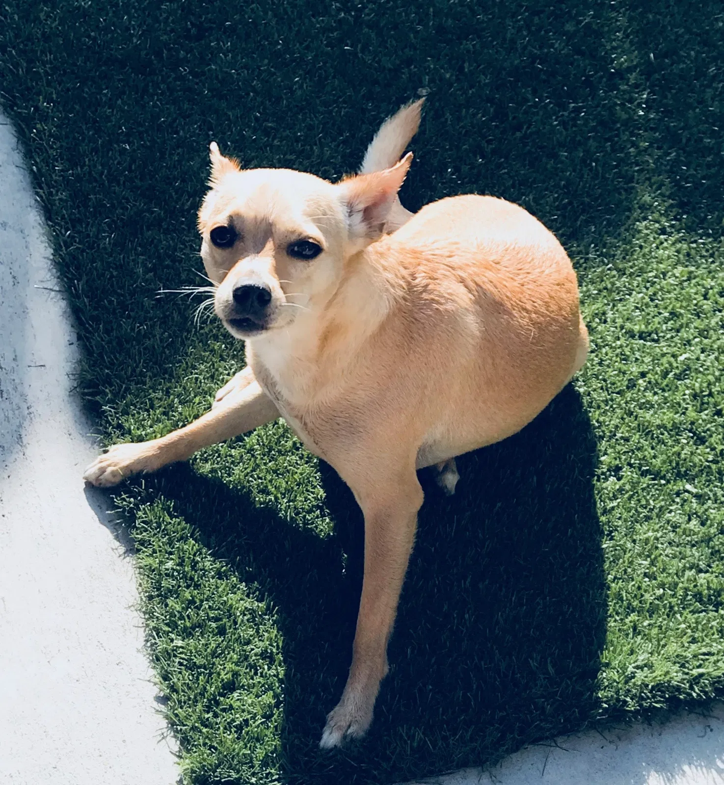 Lost dog in San Diego, CA, 92114