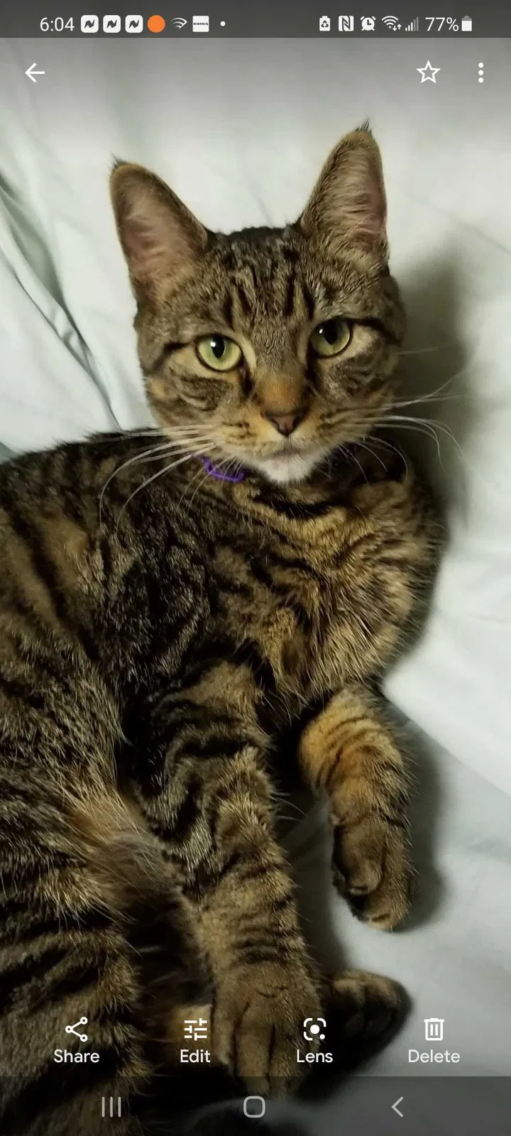 Lost cat in Galloway, OH, 43119
