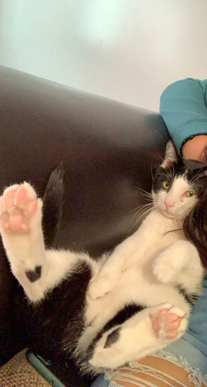 Lost cat in Chicago, IL, 60632