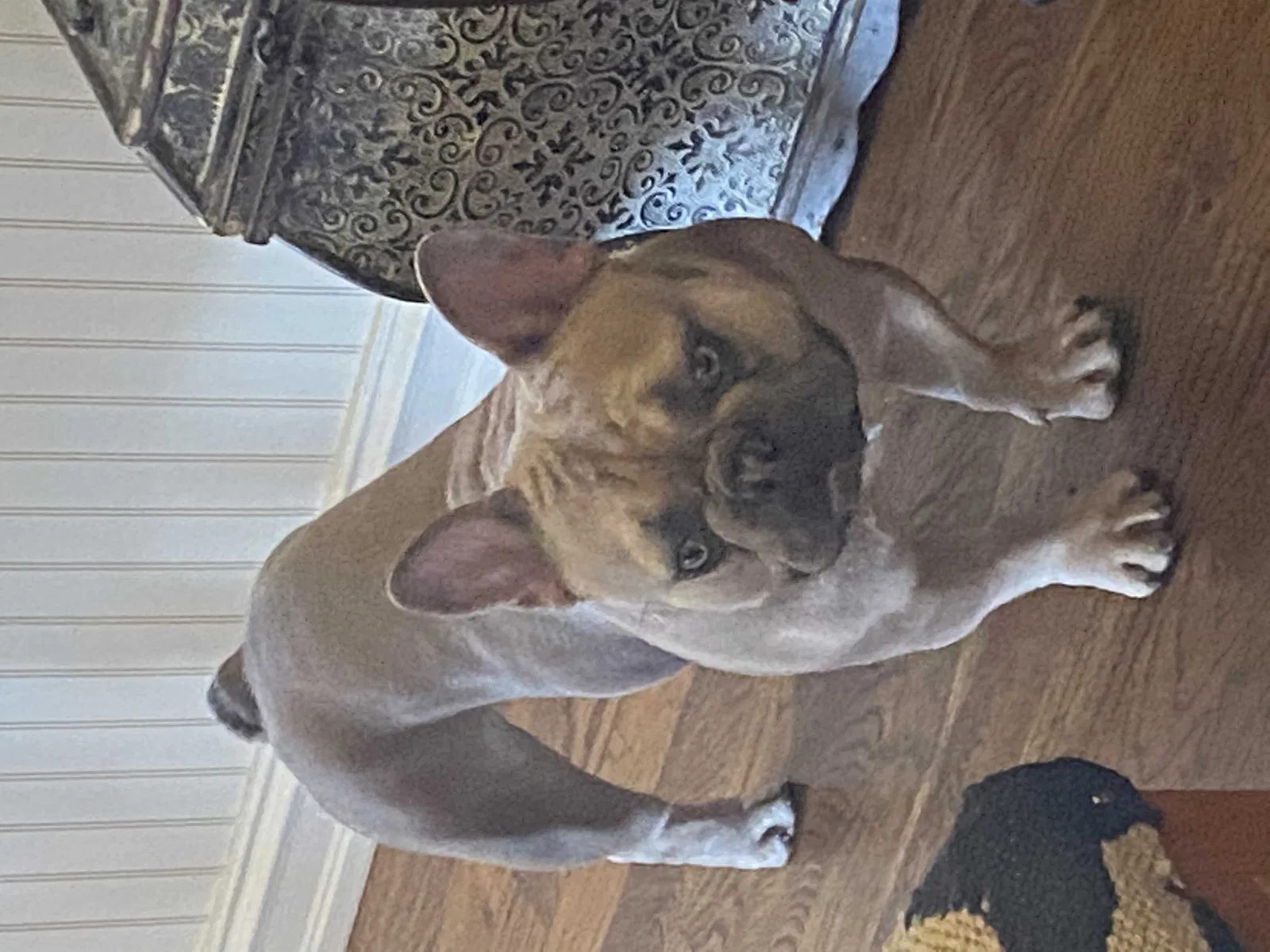 Lost dog in Bixby, OK, 74008