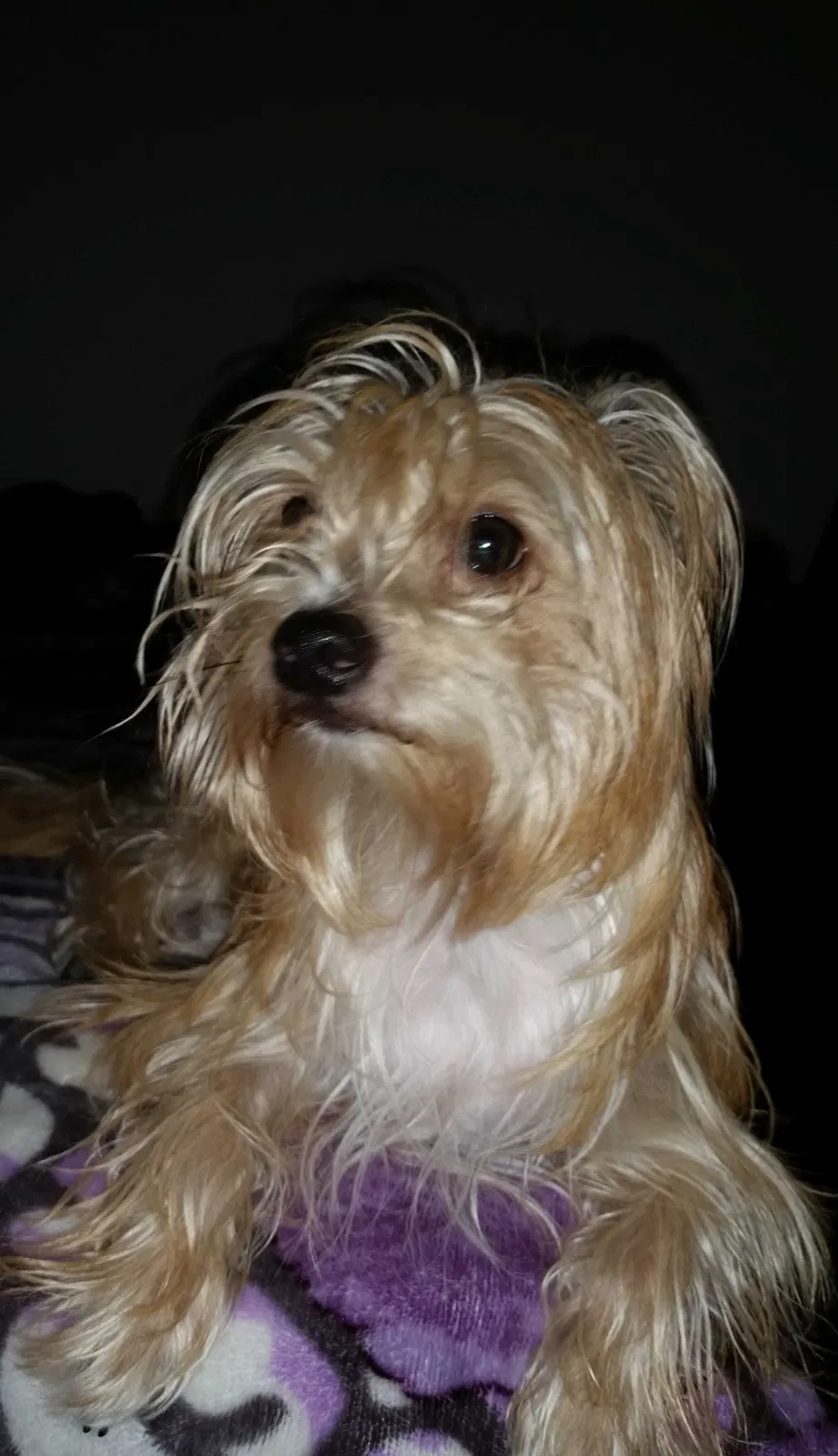 Lost dog in San Diego, CA, 92102