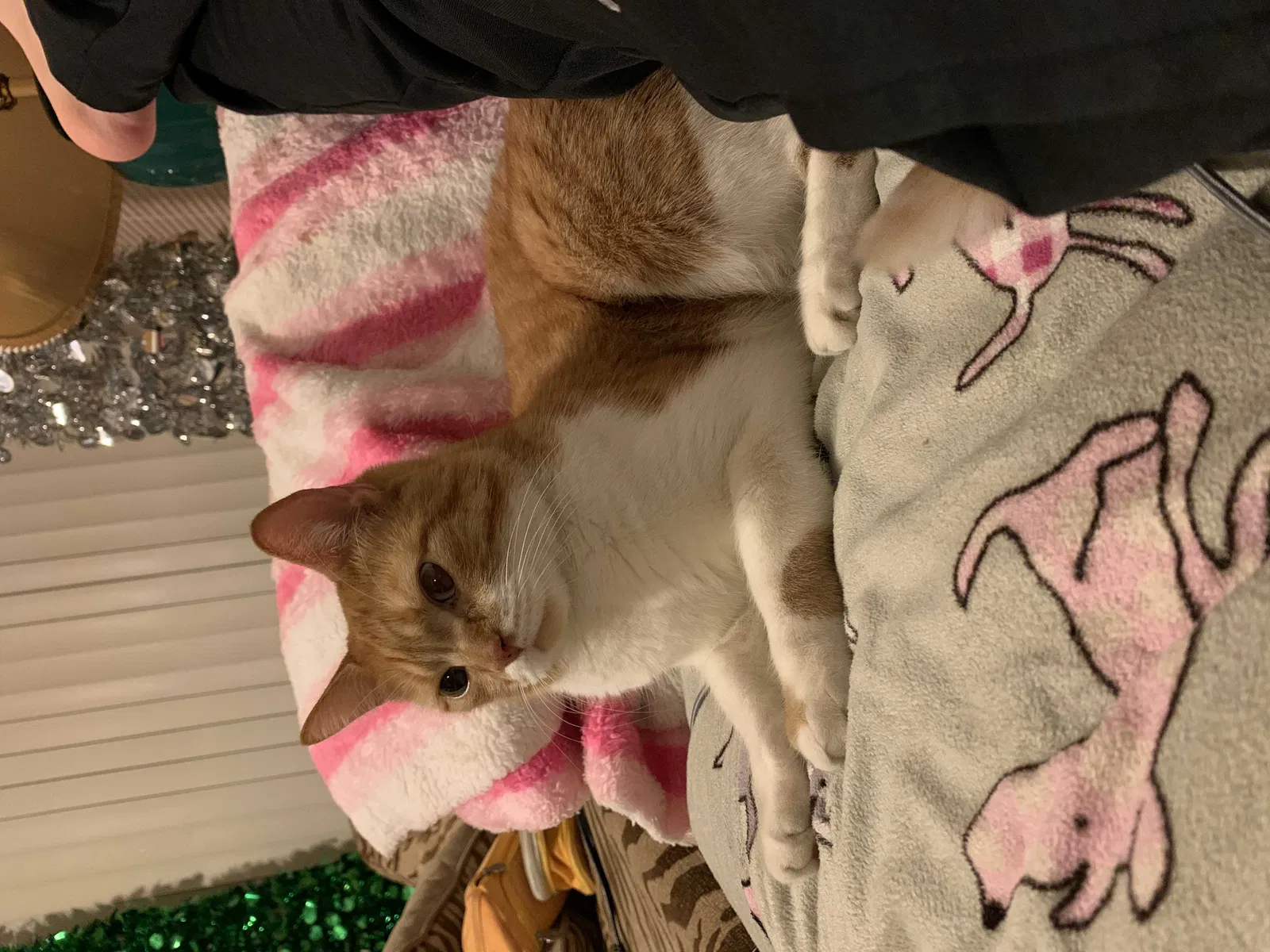Lost cat in Chicago, IL, 60629