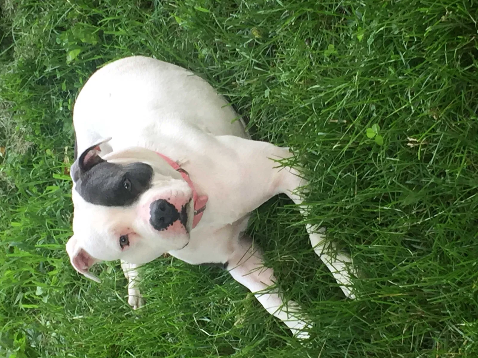 Lost dog in Columbus, OH, 43224