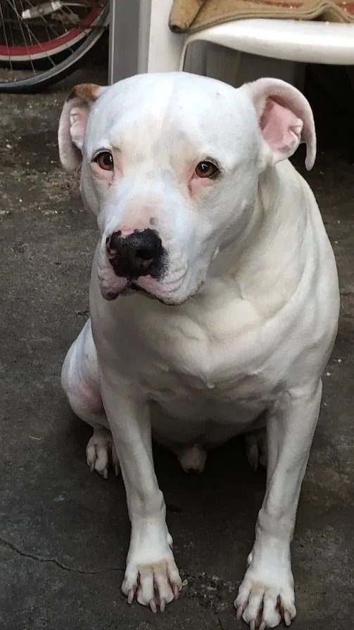 Lost dog in San Juan Capistrano, CA, 92675