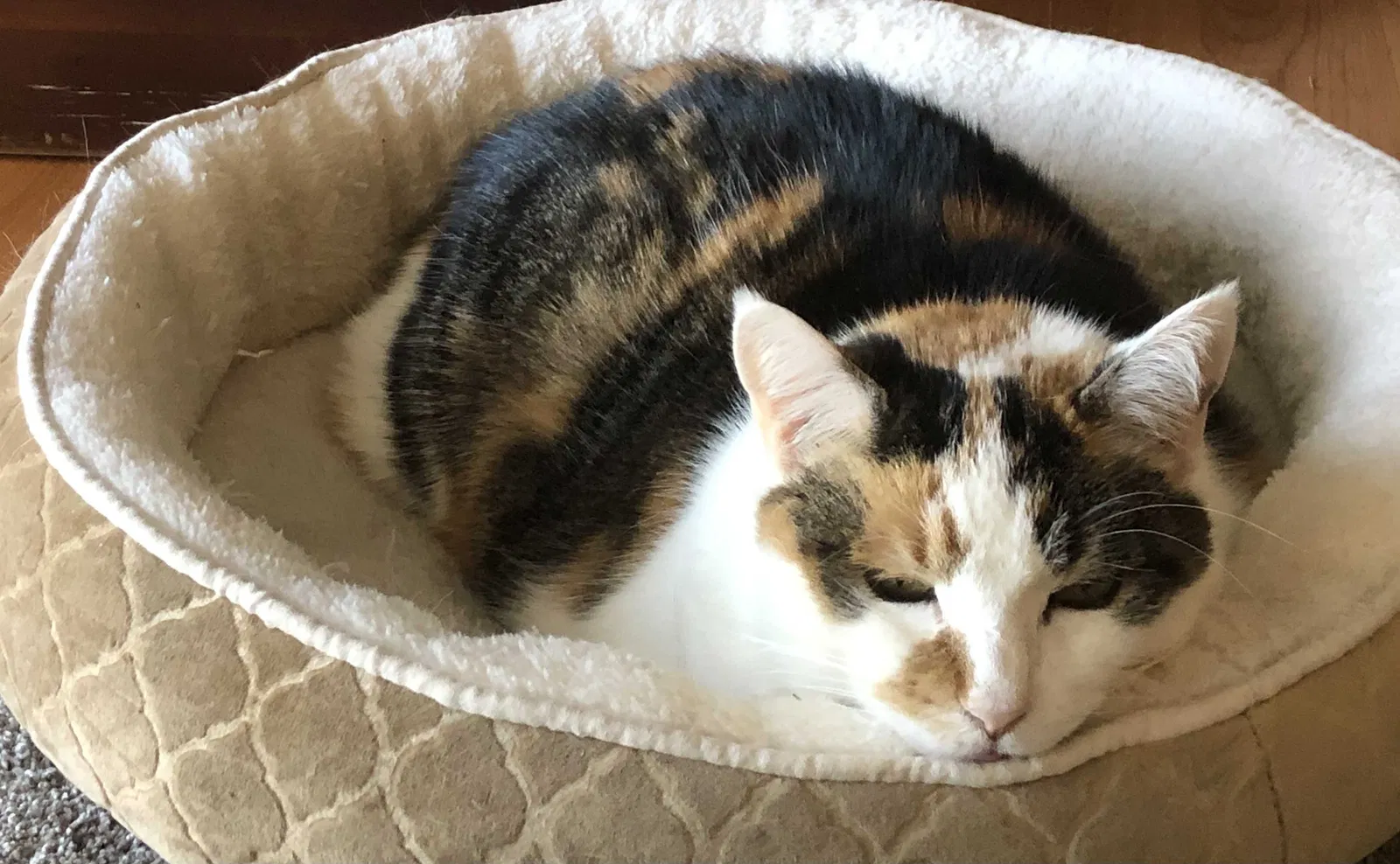 Lost cat in Winston Salem, NC, 27106