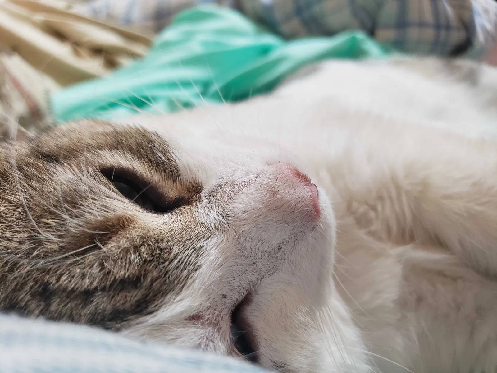 Lost cat in Dayton, OH, 45410