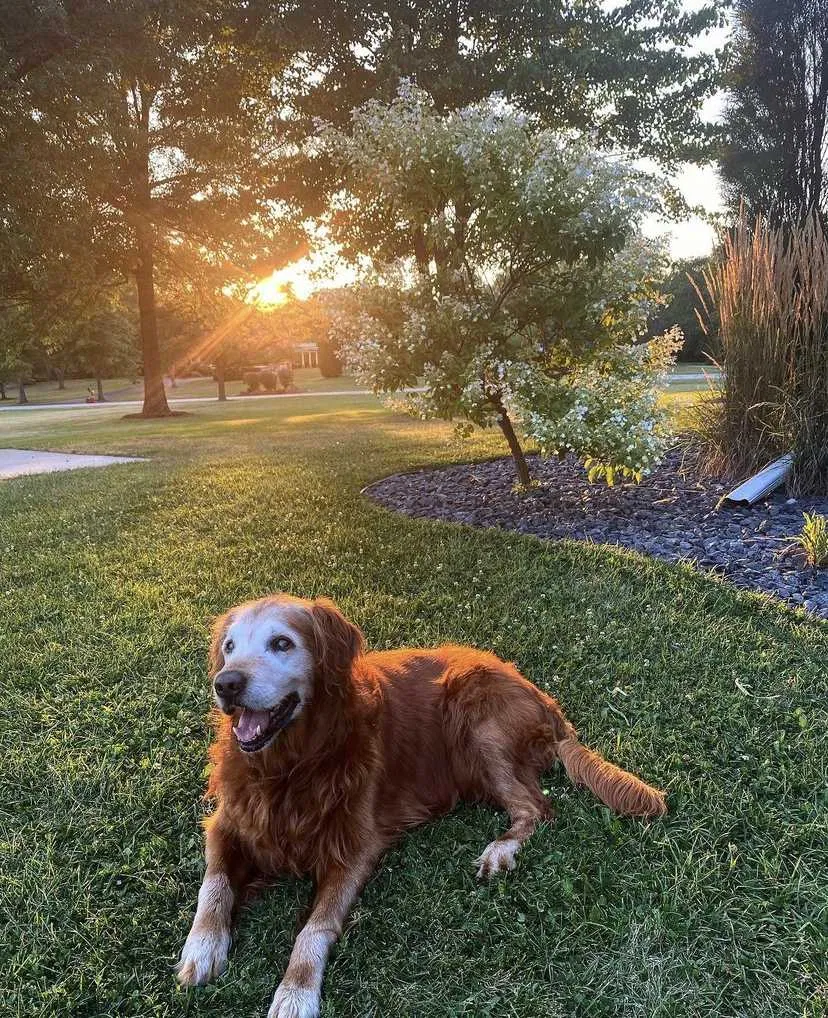 Lost dog in Fond Du Lac, WI, 54937