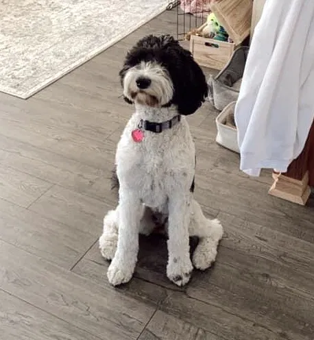 Lost dog in Salt Lake City, UT, 84103