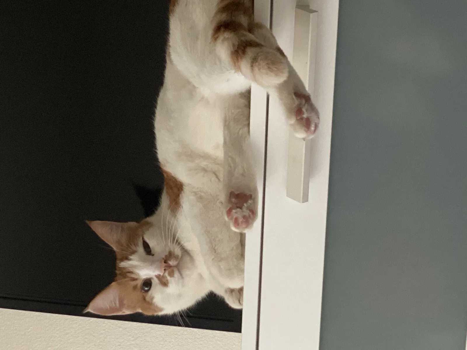 Lost cat in Grove City, OH, 43123