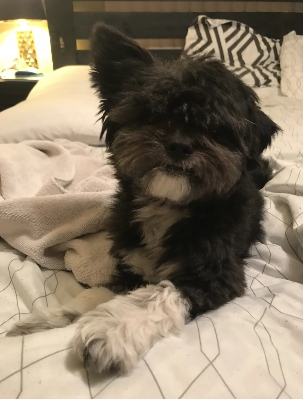 Lost dog in El Paso, TX, 79927