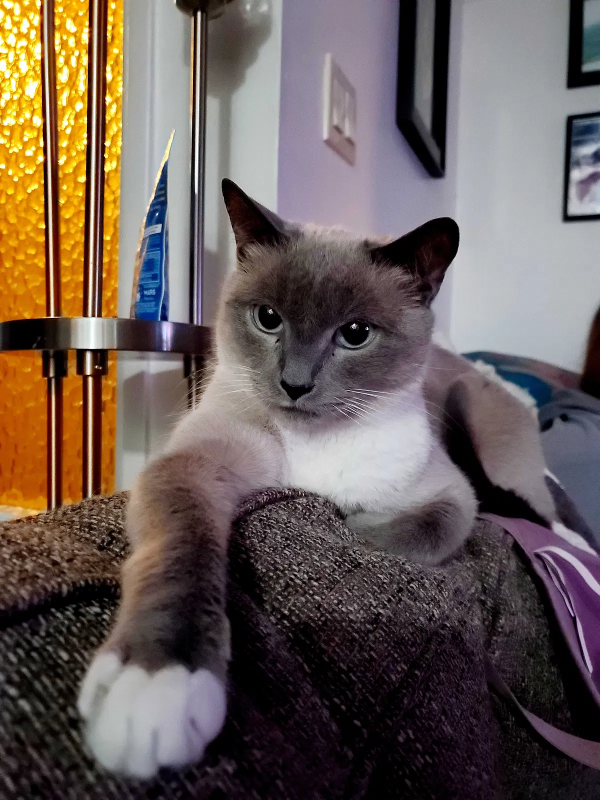 Lost cat in Bakersfield, CA, 93308
