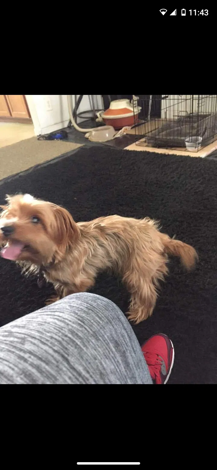 Lost dog in Charlotte, NC, 28216