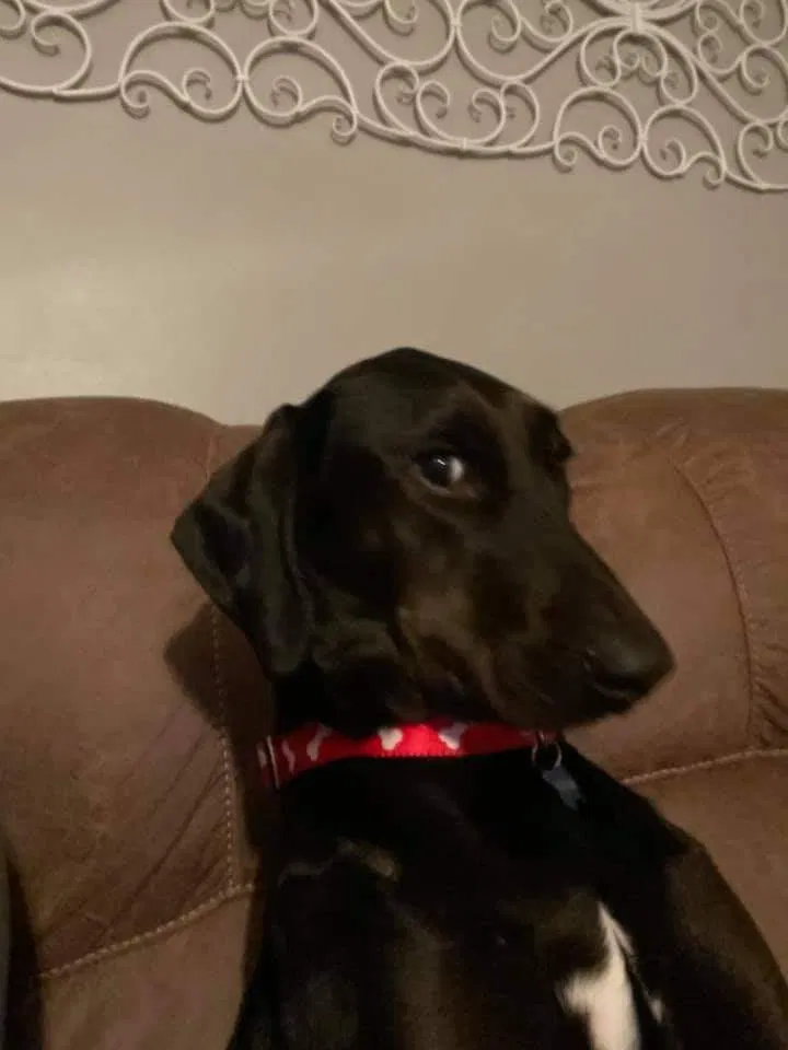 Lost dog in Cumming, GA, 30028