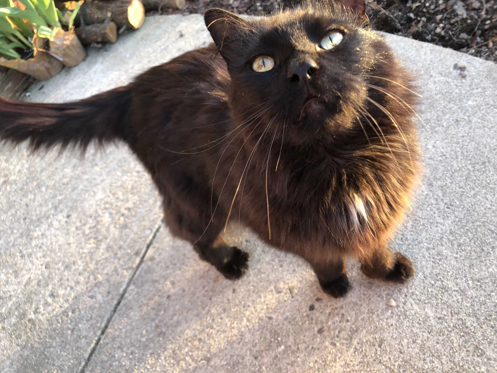Lost cat in Fredericksburg, VA, 22408