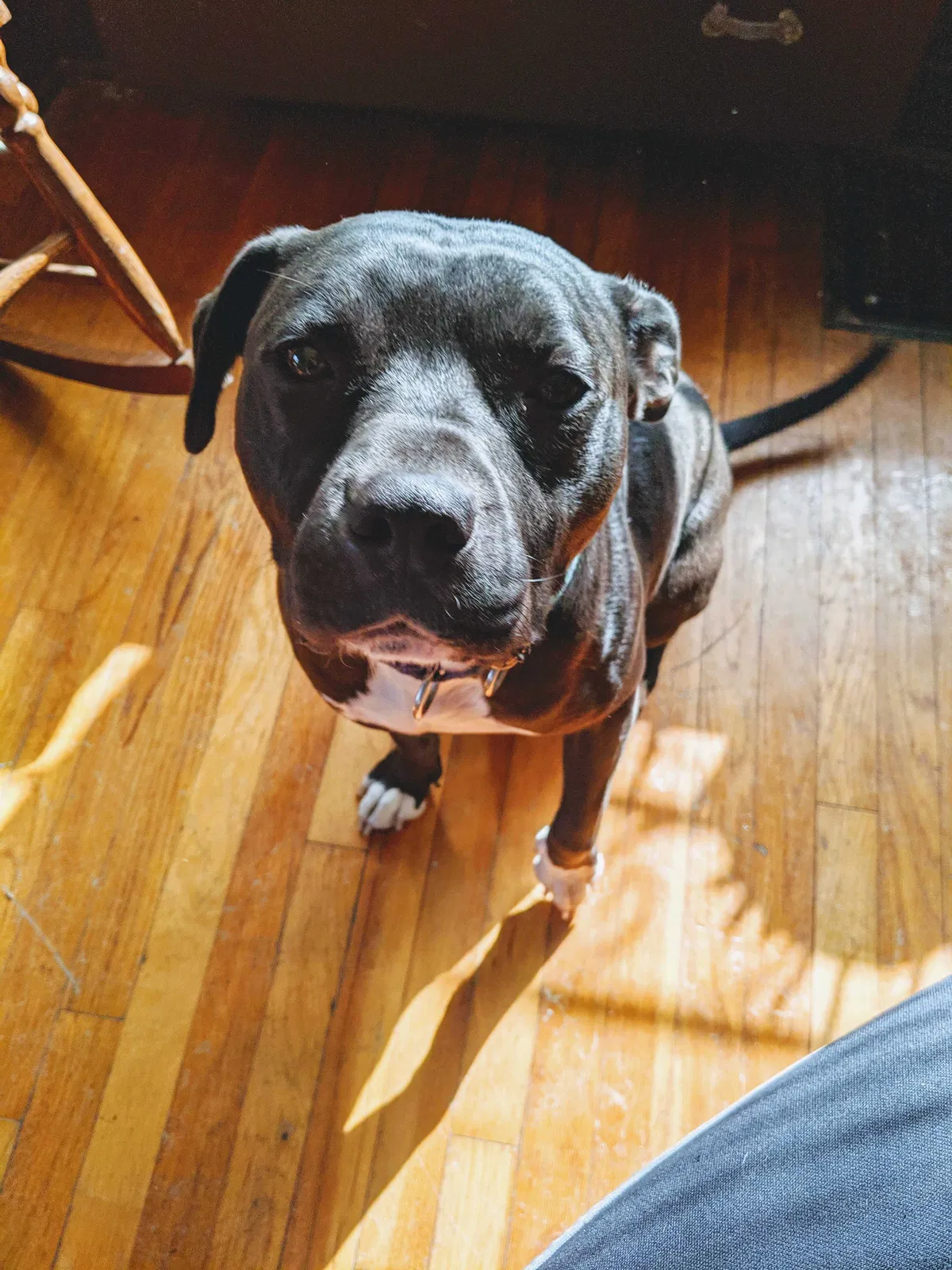 Lost dog in Kansas City, MO, 64130