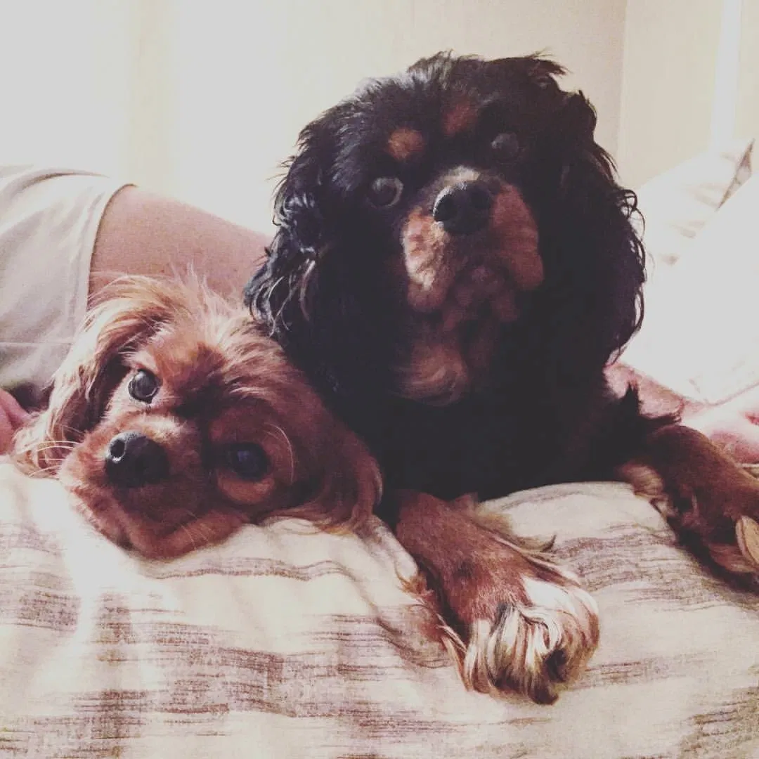 Lost dog in Tulsa, OK, 74105