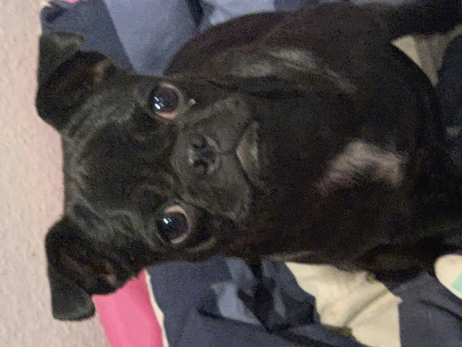 Lost dog in Las Vegas, NV, 89115