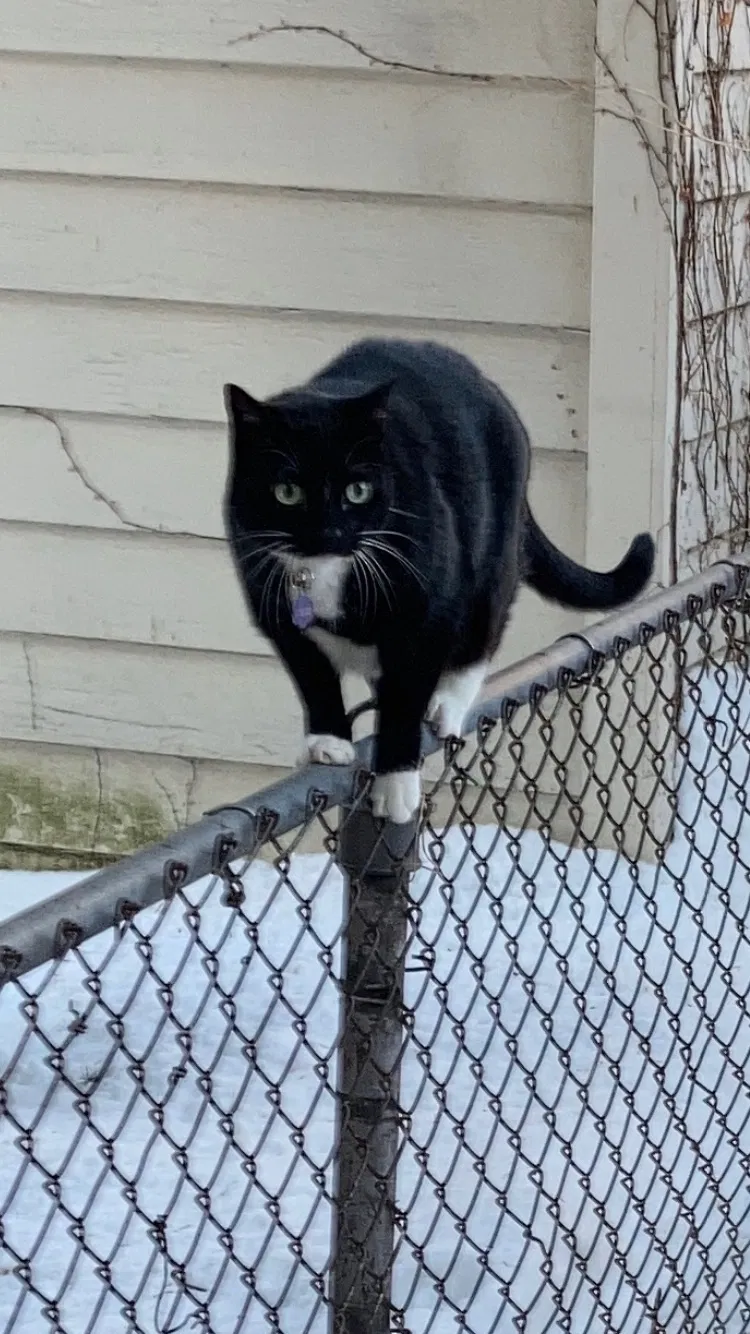 Lost cat in Chicago, IL, 60625