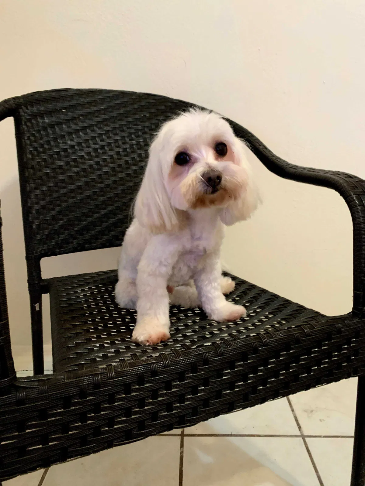 Lost dog in Miami, FL, 33167