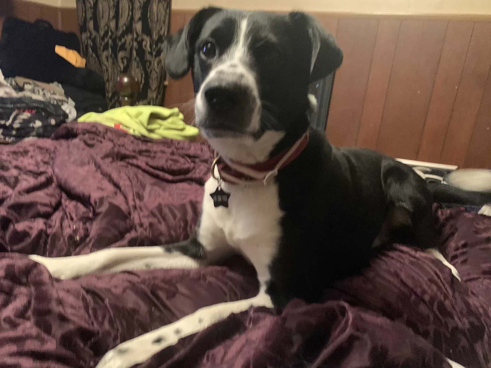 Lost dog in Ambridge, PA, 15003