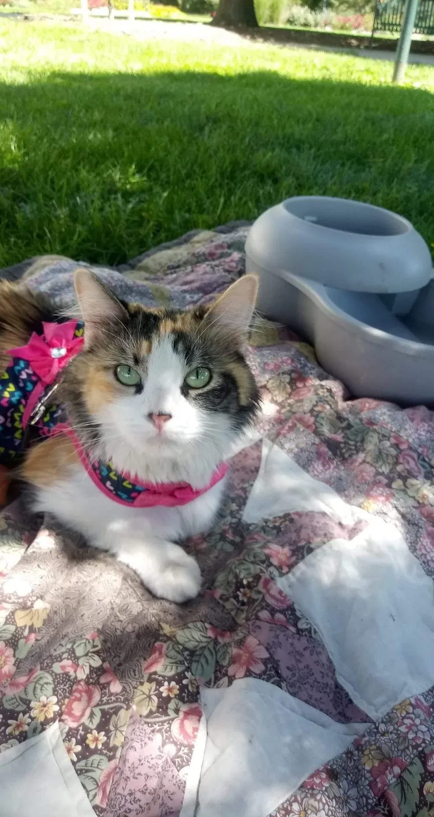 Lost cat in Denver, CO, 80203