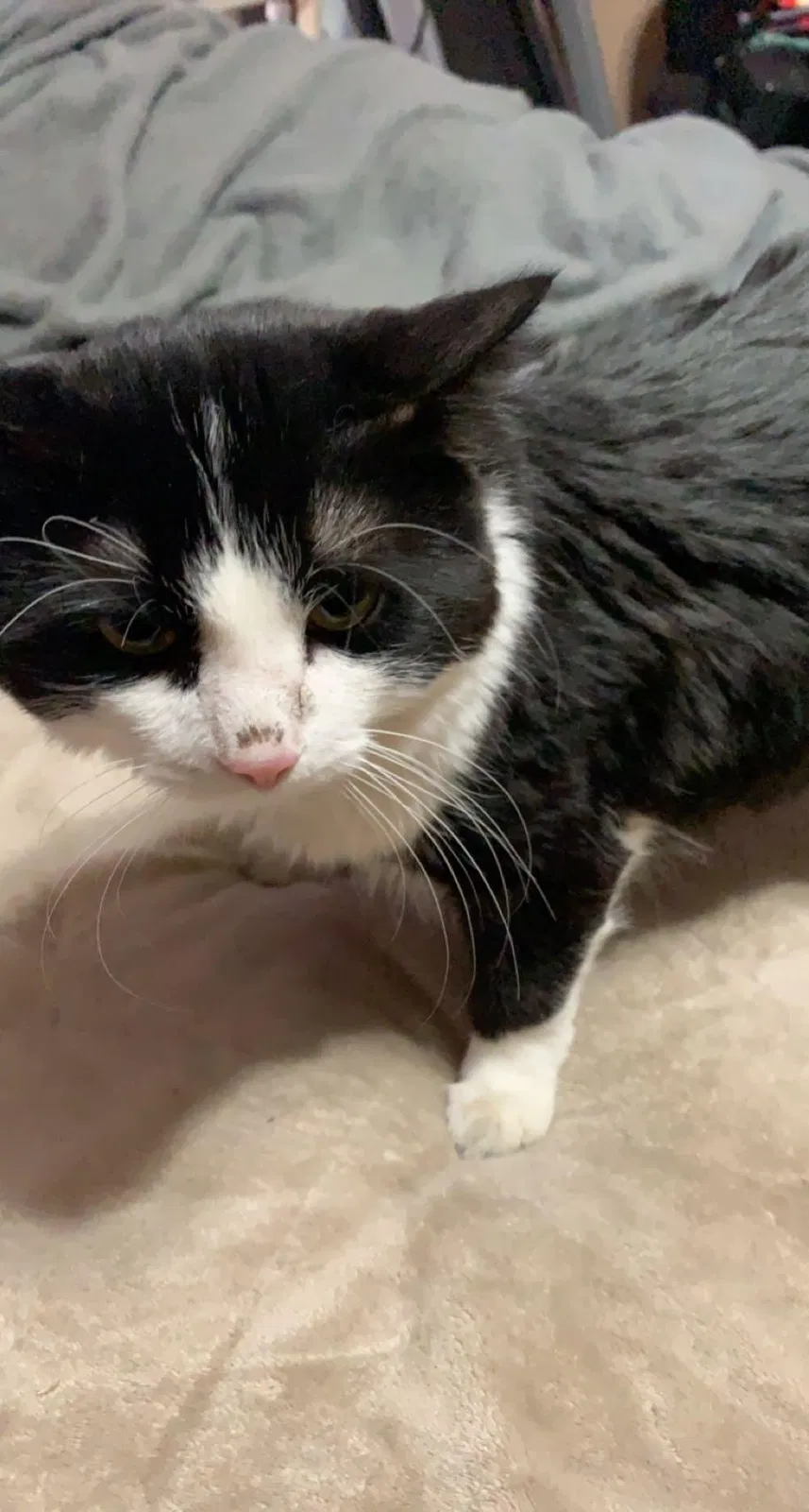 Lost cat in Crete, NE, 68333