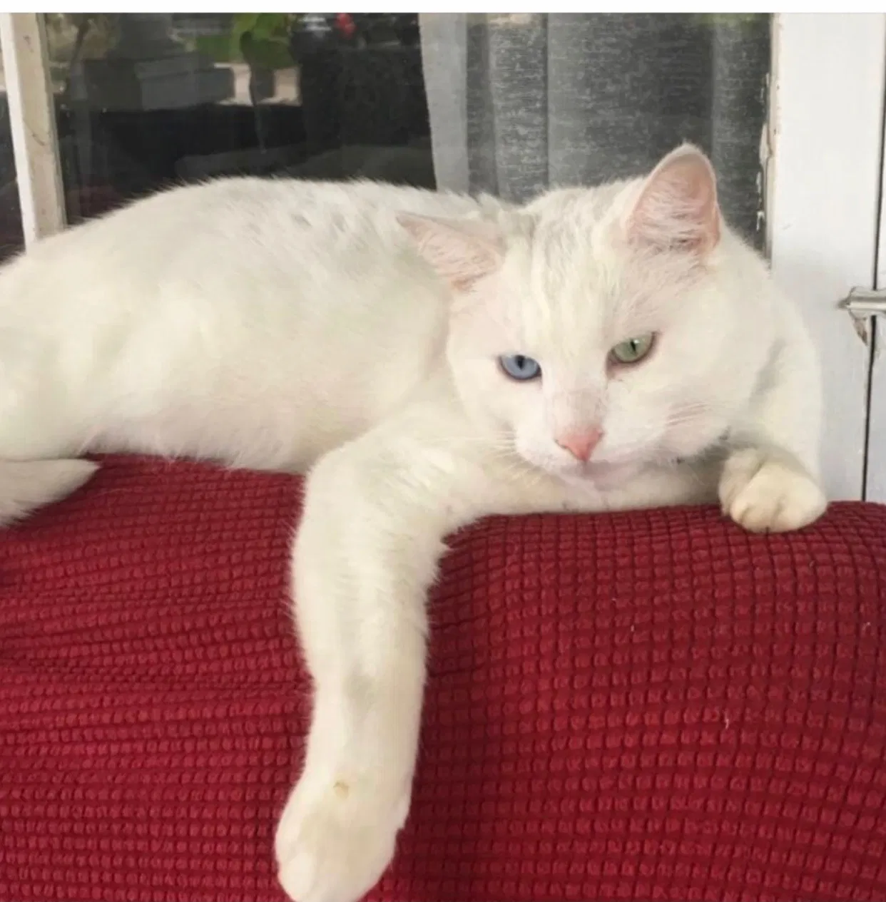Lost cat in Grand Rapids, MI, 49507