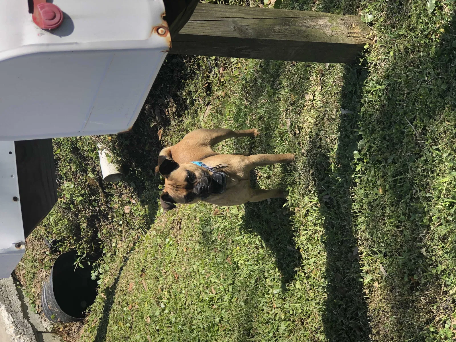 Found dog in Bay Saint Louis, MS, 39520