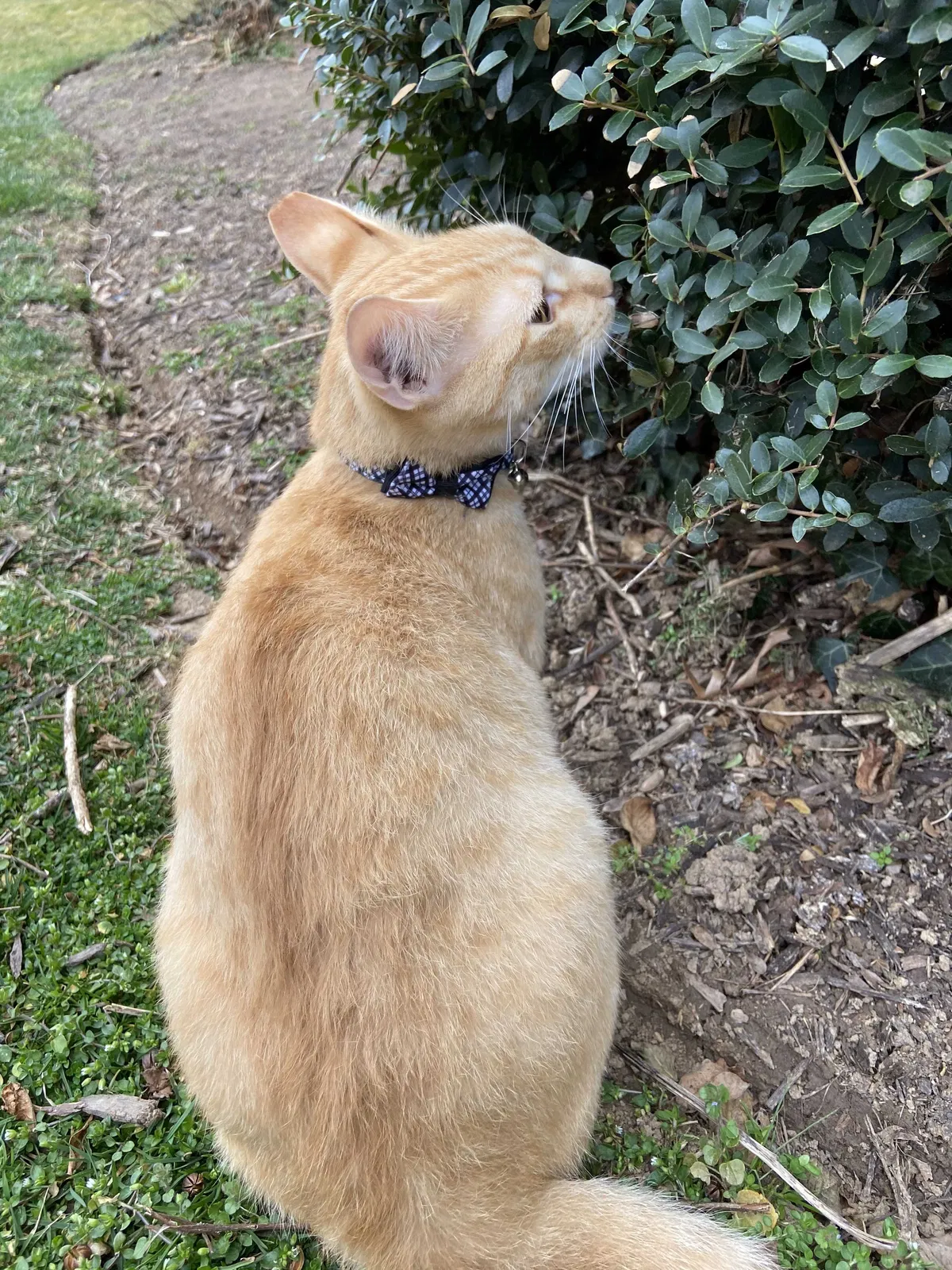 Lost cat in Lutherville Timonium, MD, 21093