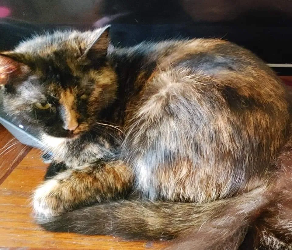 Lost cat in Brownsburg, IN, 46112