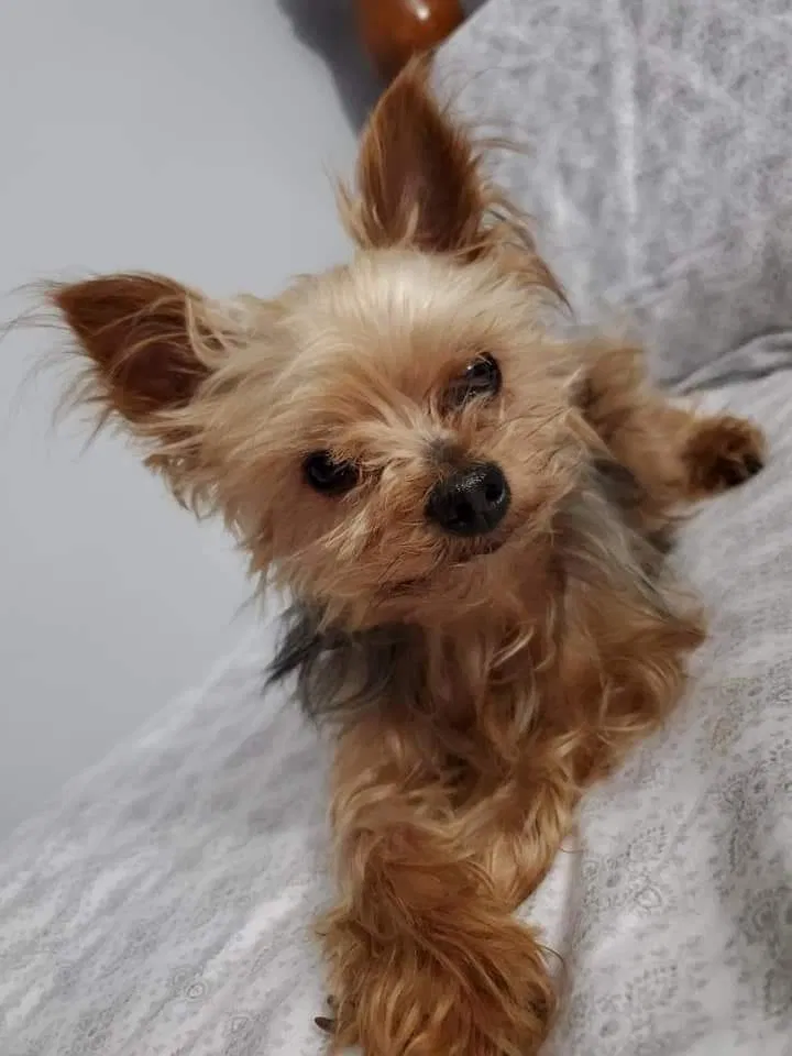 Lost dog in Brownsville, TX, 78520