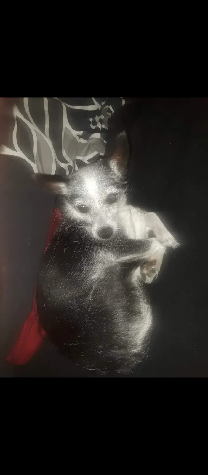 Lost dog in Fort Worth, TX, 76116