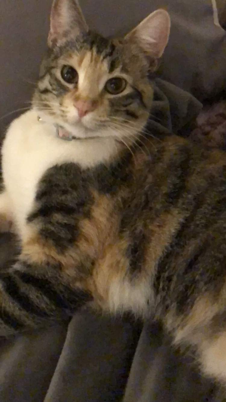 Lost cat in Van Nuys, CA, 91405