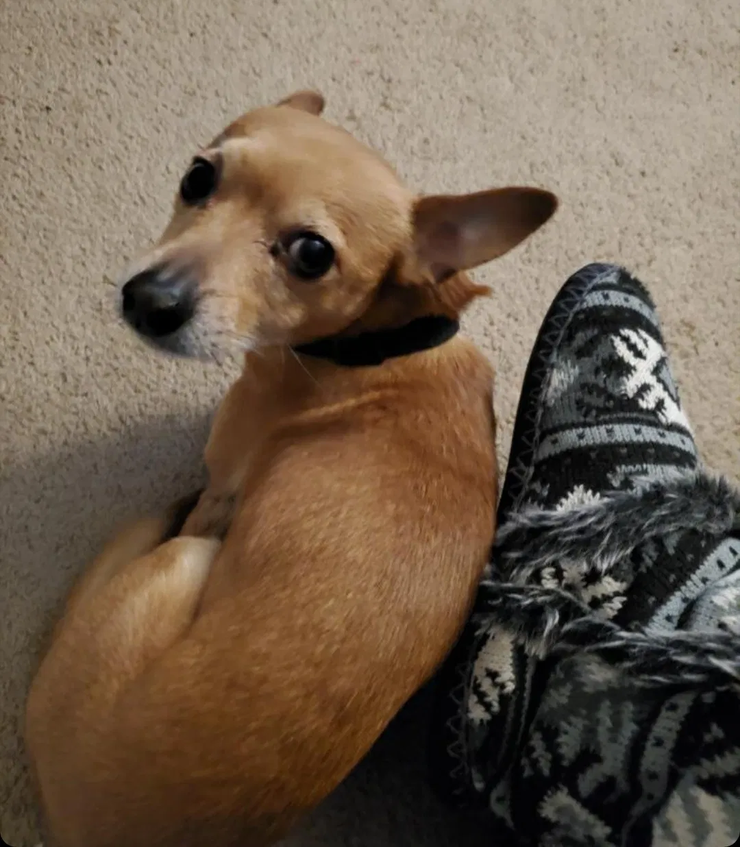 Lost dog in Lubbock, TX, 79412