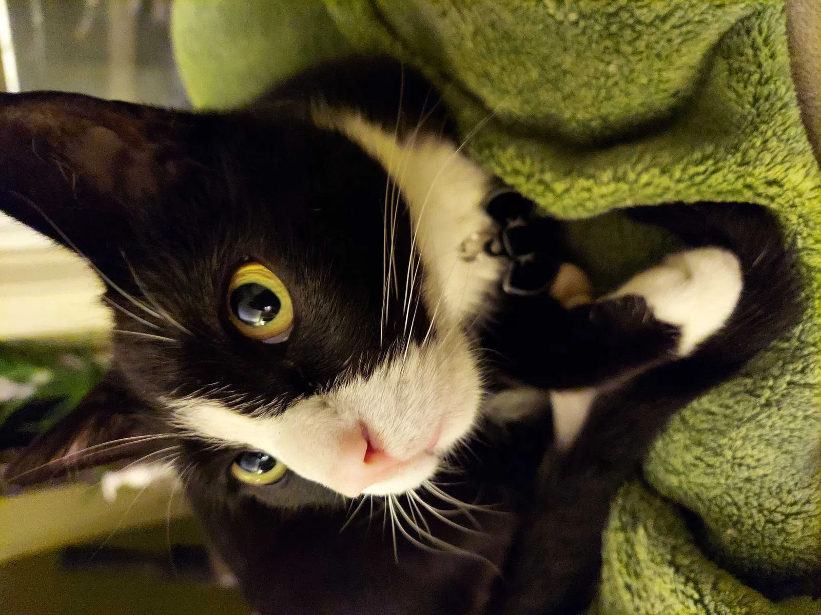 Lost cat in Chicago, IL, 60630