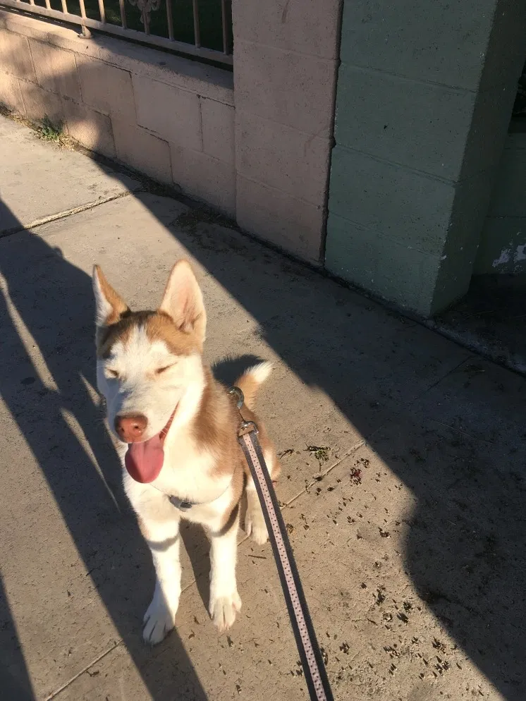 Lost dog in Las Vegas, NV, 89106