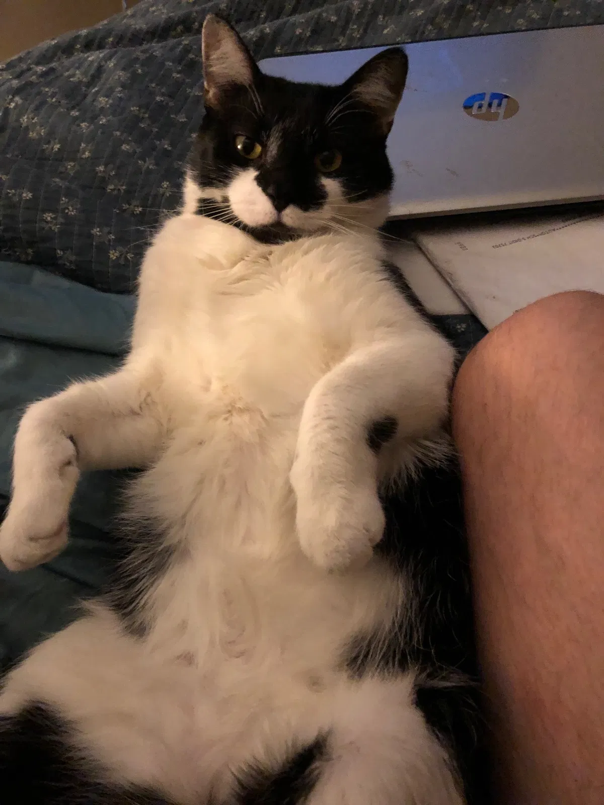 Lost cat in Spring, TX, 77381
